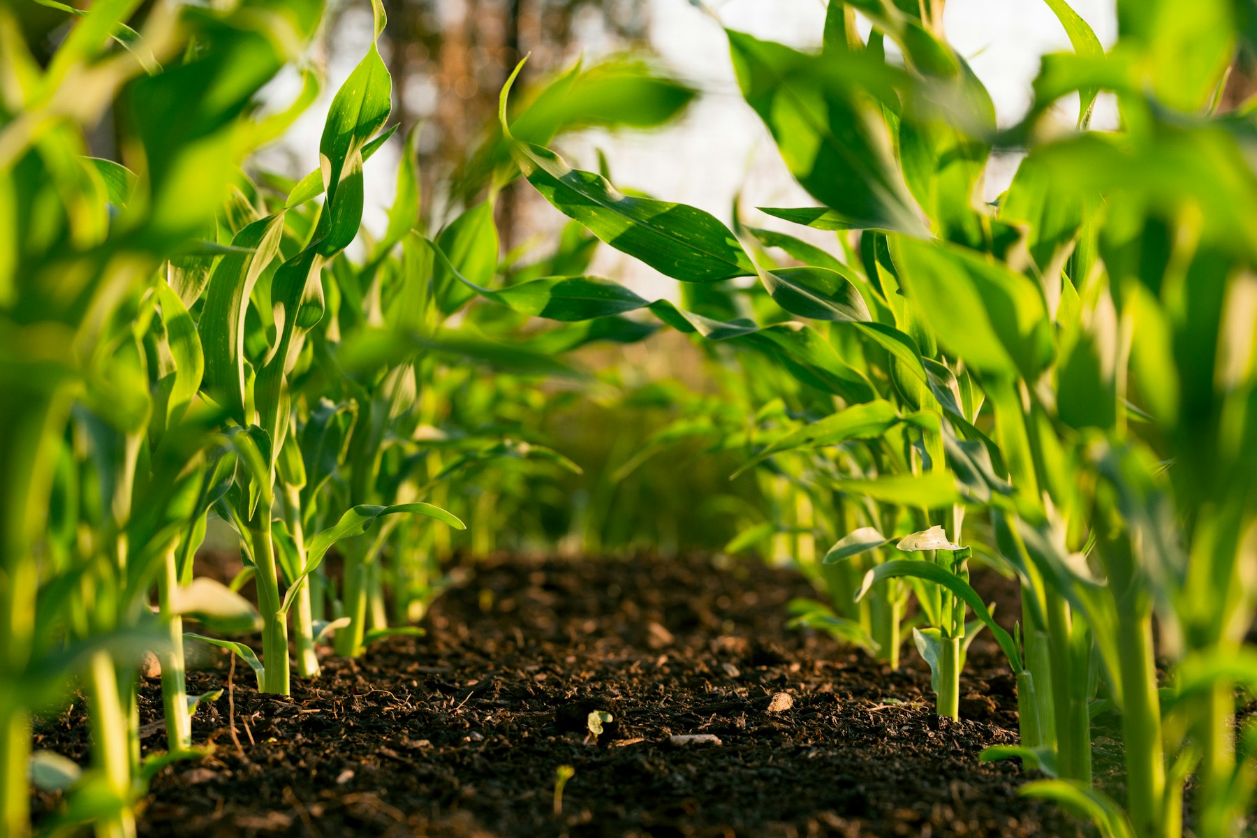 Surco de cultivo joven