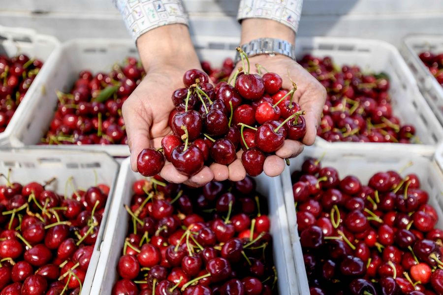 Manos con cerezas sobre bins blancos