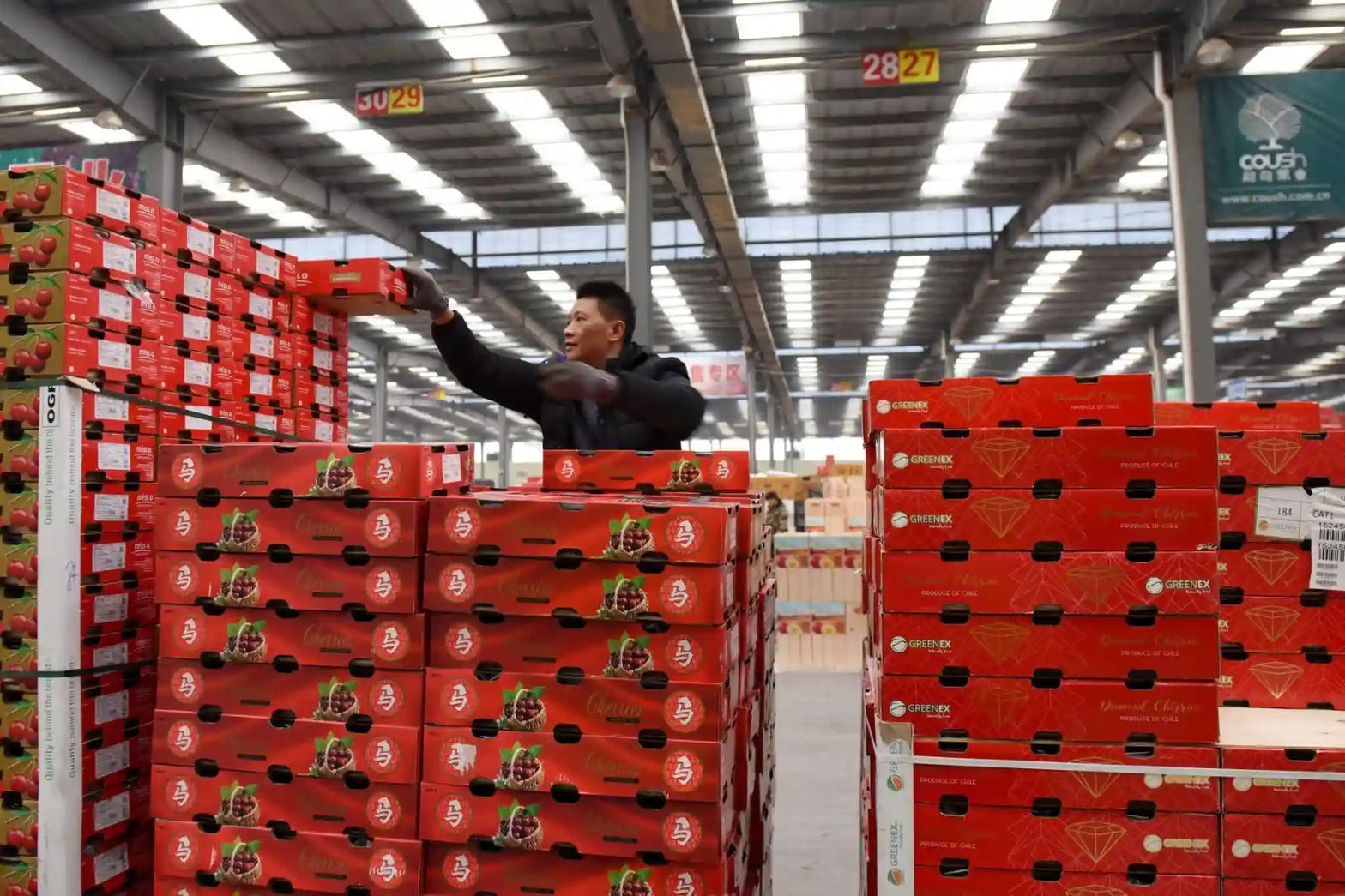 Cajas rojas de cereza chilena en un packing