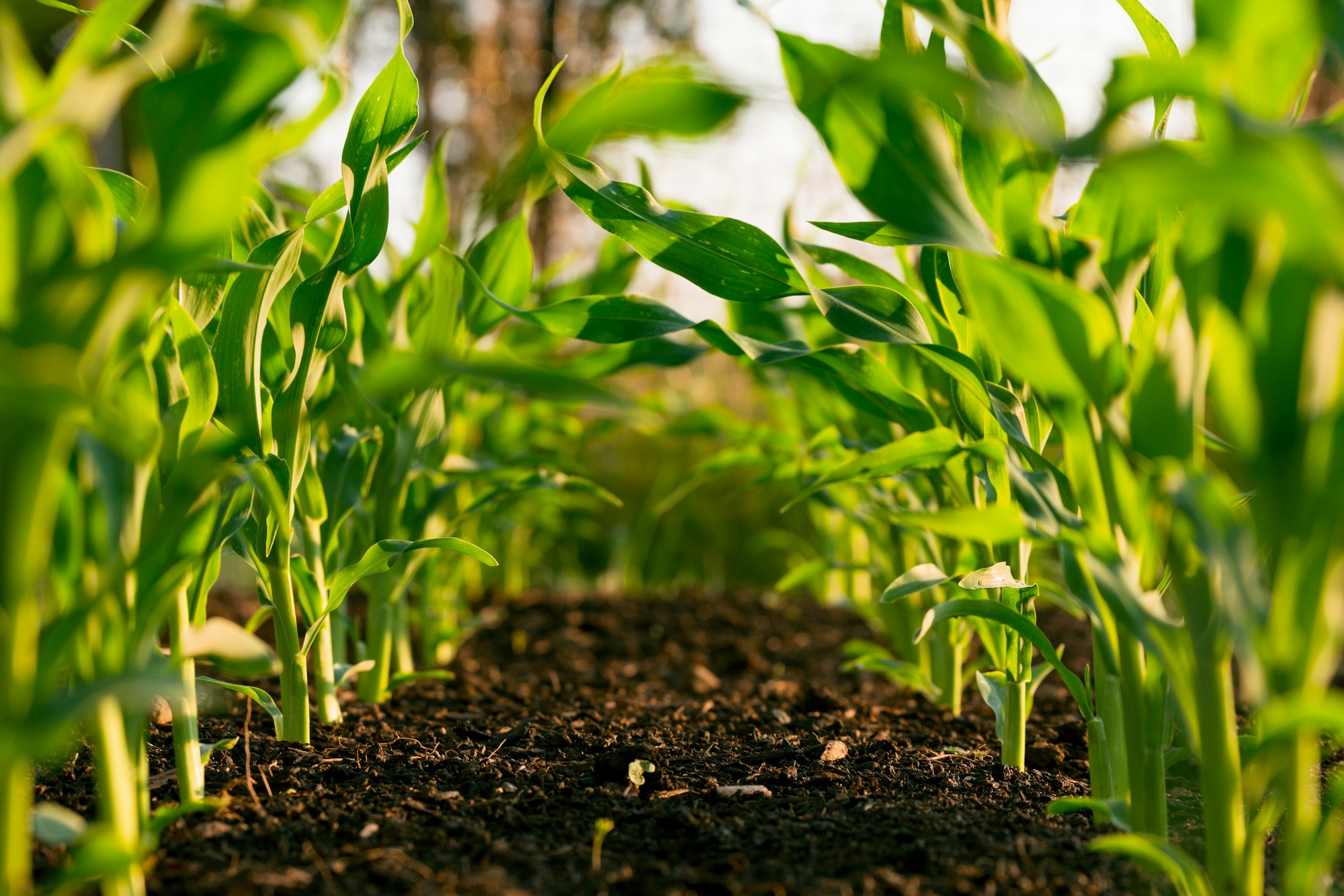 Líneas de cultivo y suelo trabajado