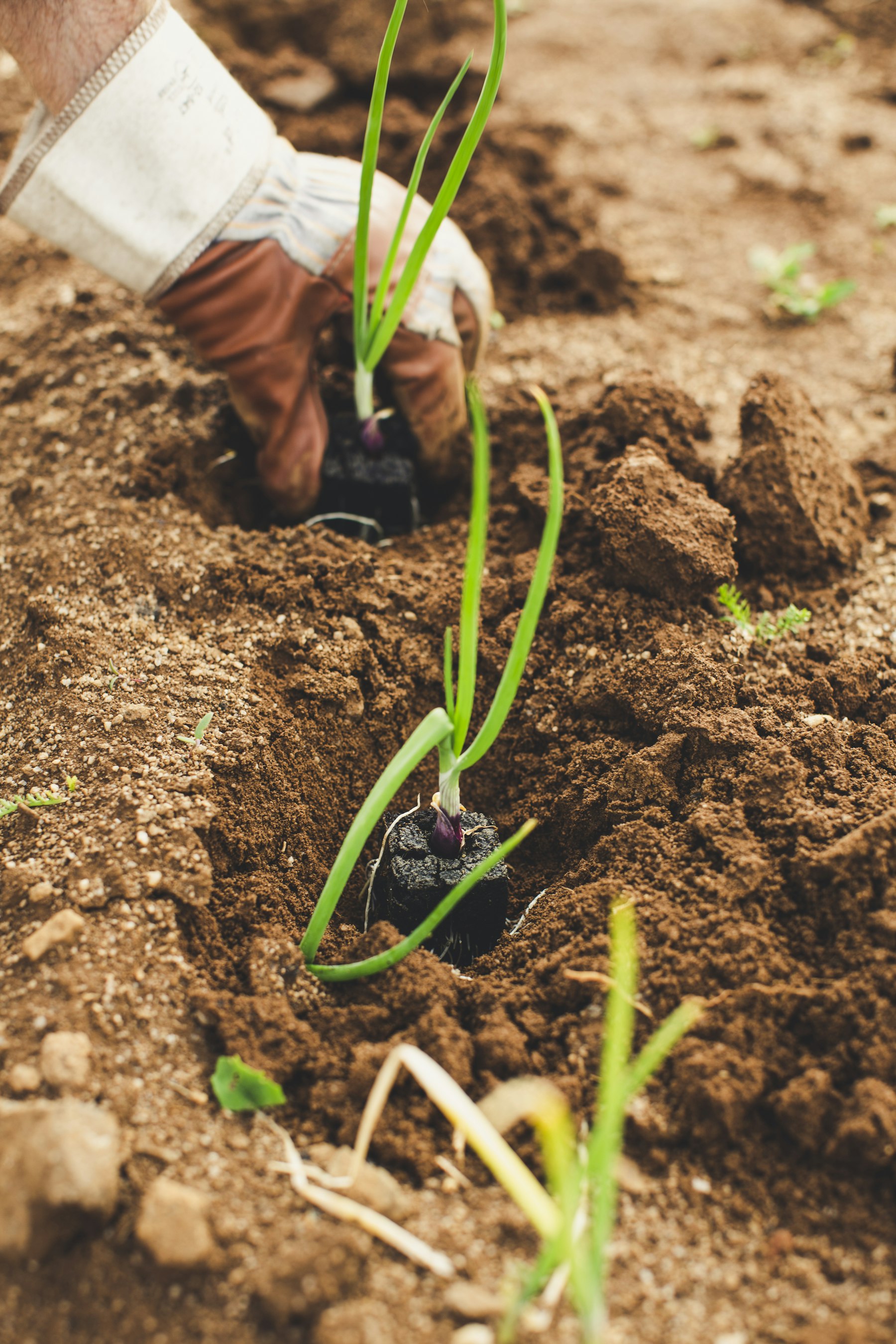 Manos plantando en suelo