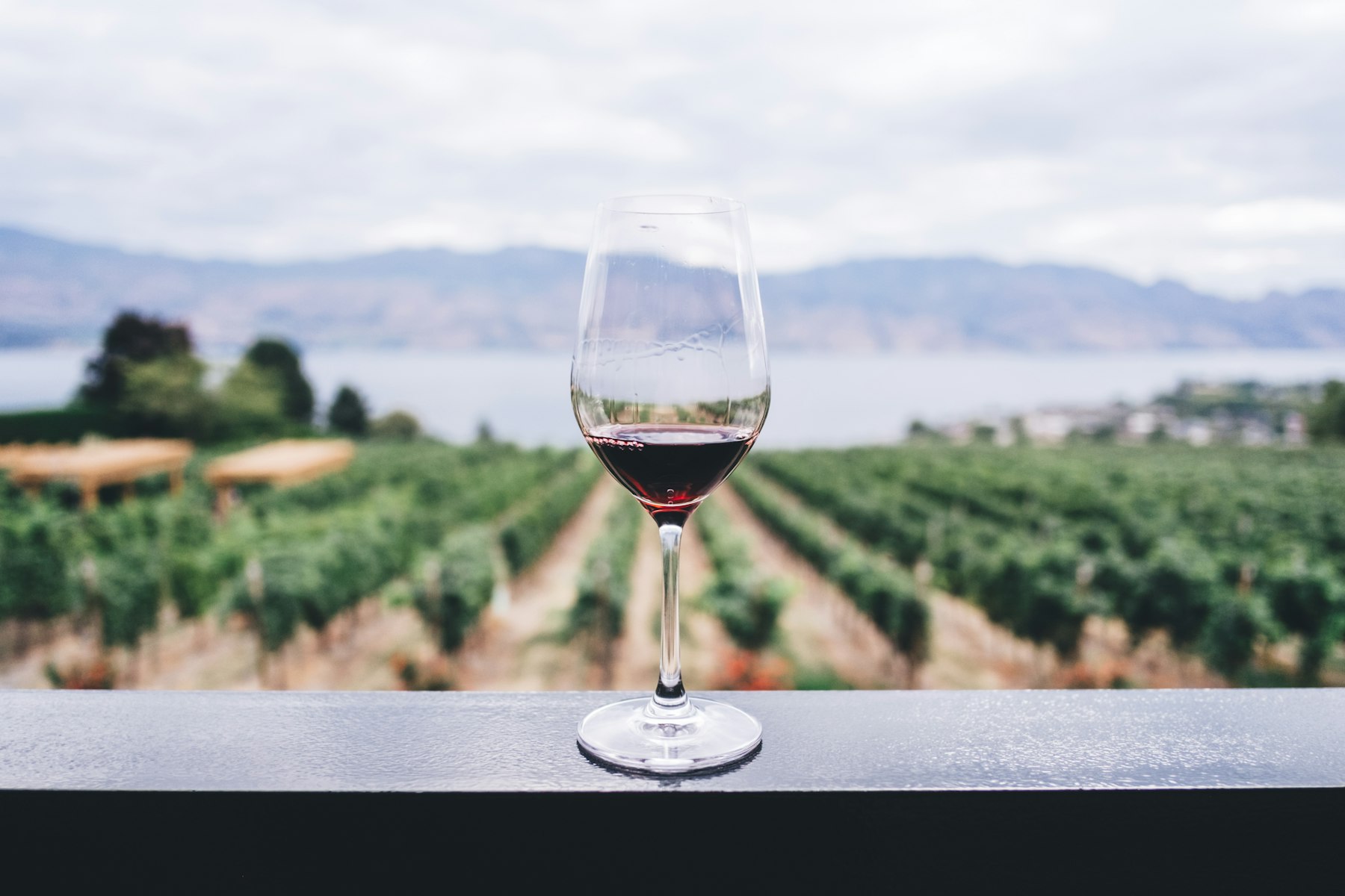 Copa de tinto con viñedo al fondo